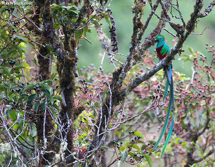 Quetzal and Avocados