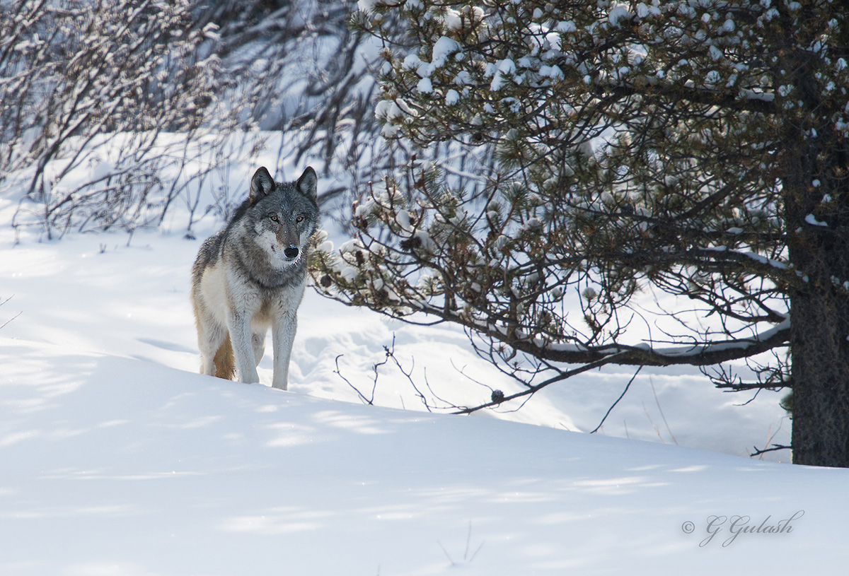 Lone Wolf