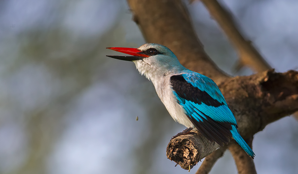 Woodland Kingfisher
