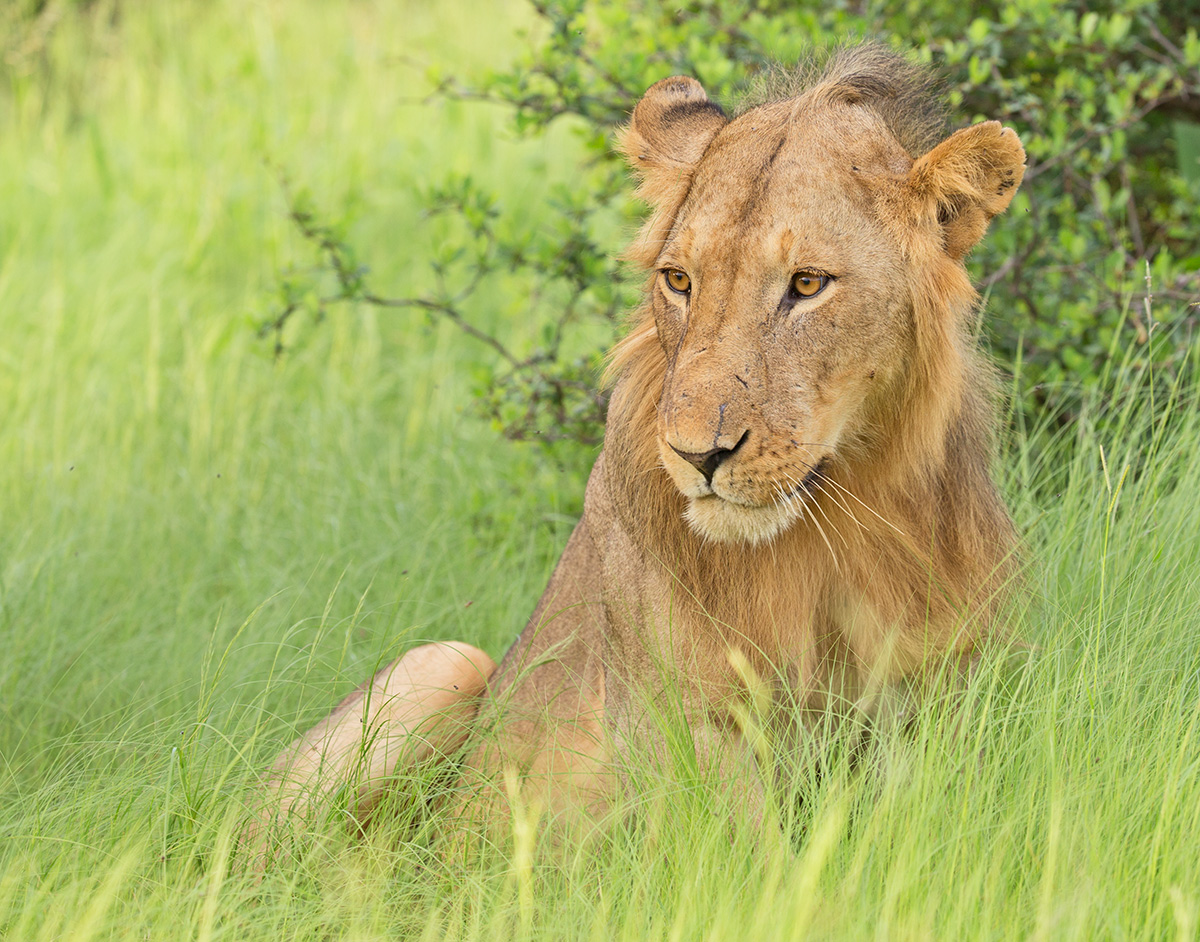 Young Male Lion