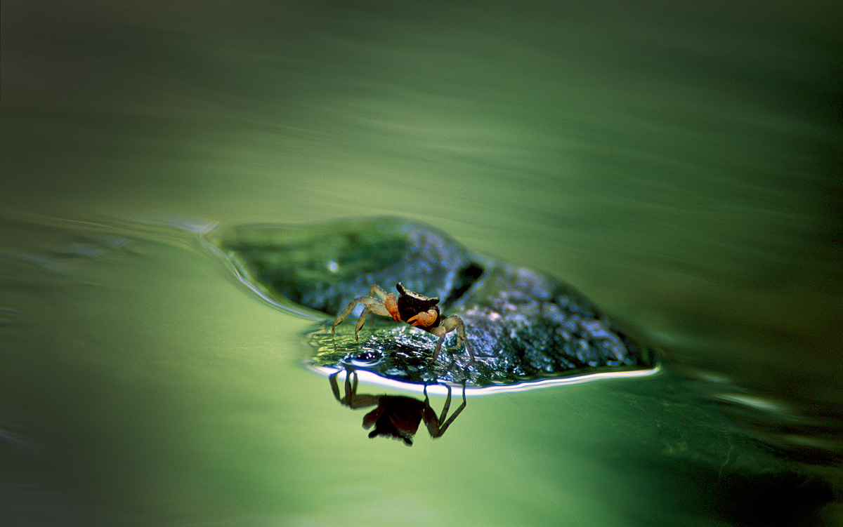 Crab Reflection