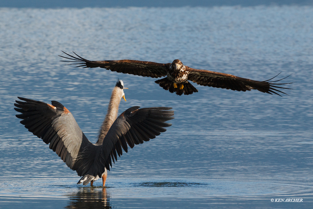Bald Eagle and Heron