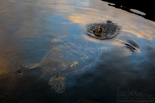 The Luckiest Sea Turtle