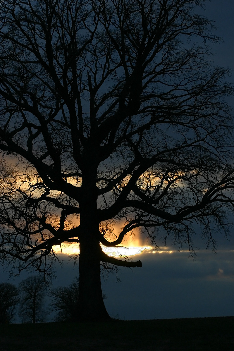 Old tree WC627