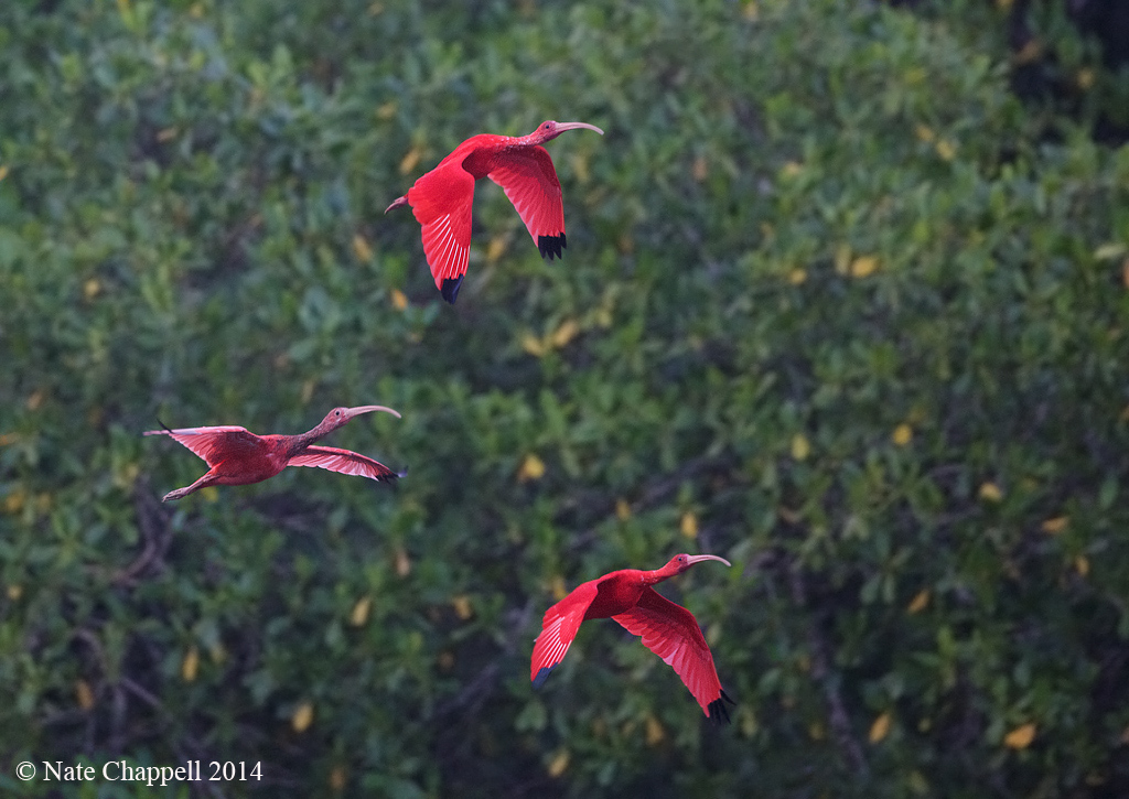 Scarlet Ibis