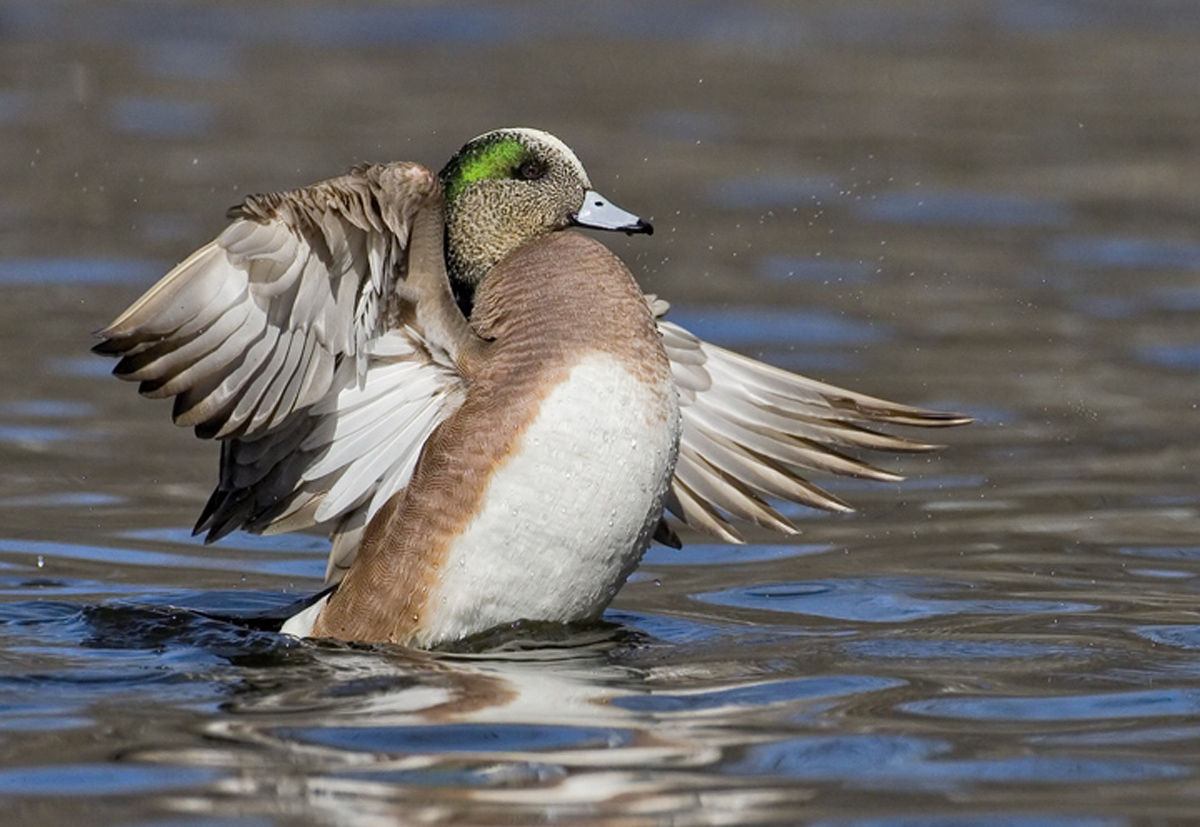 Winged Widgeon