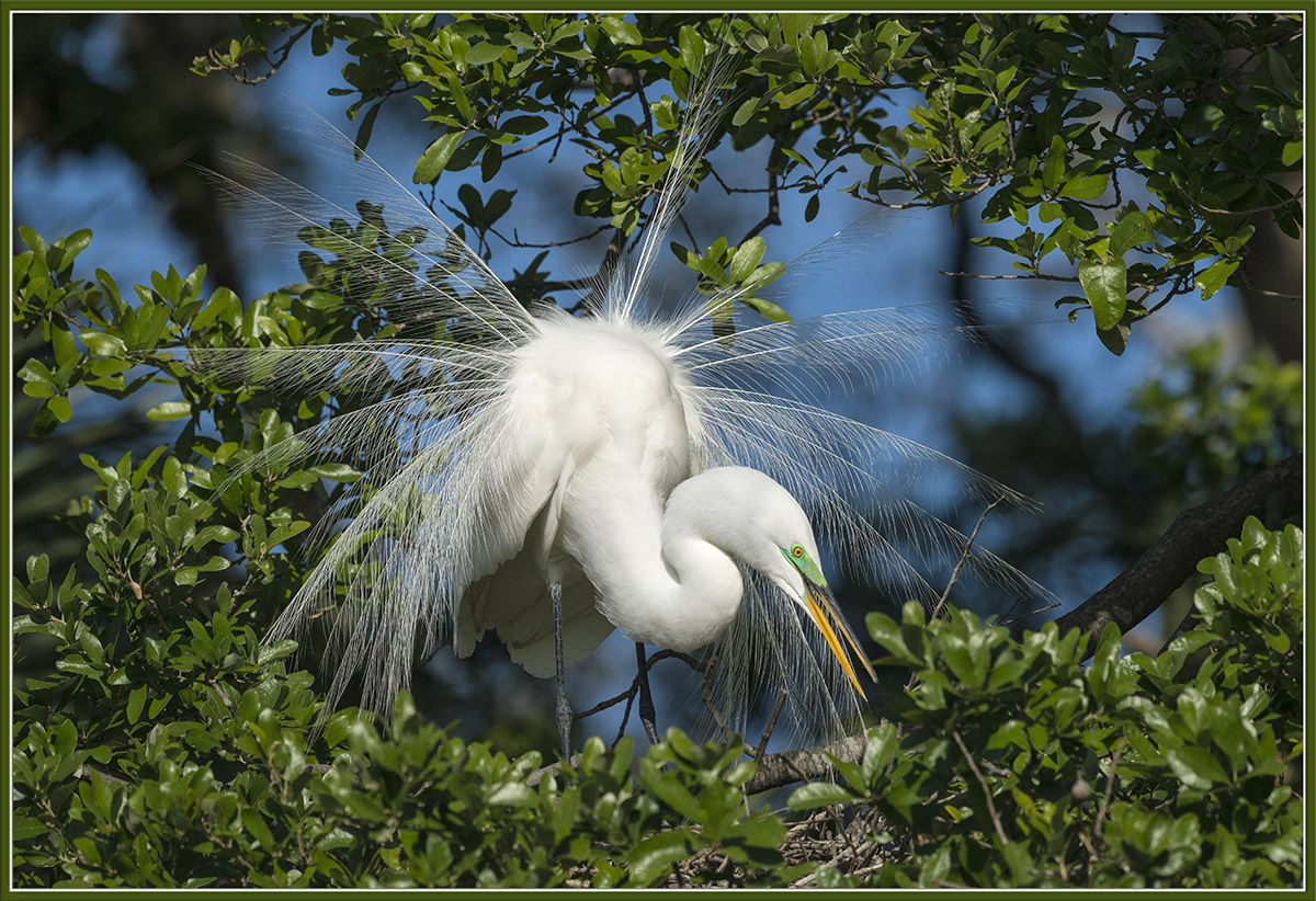 Great Egret