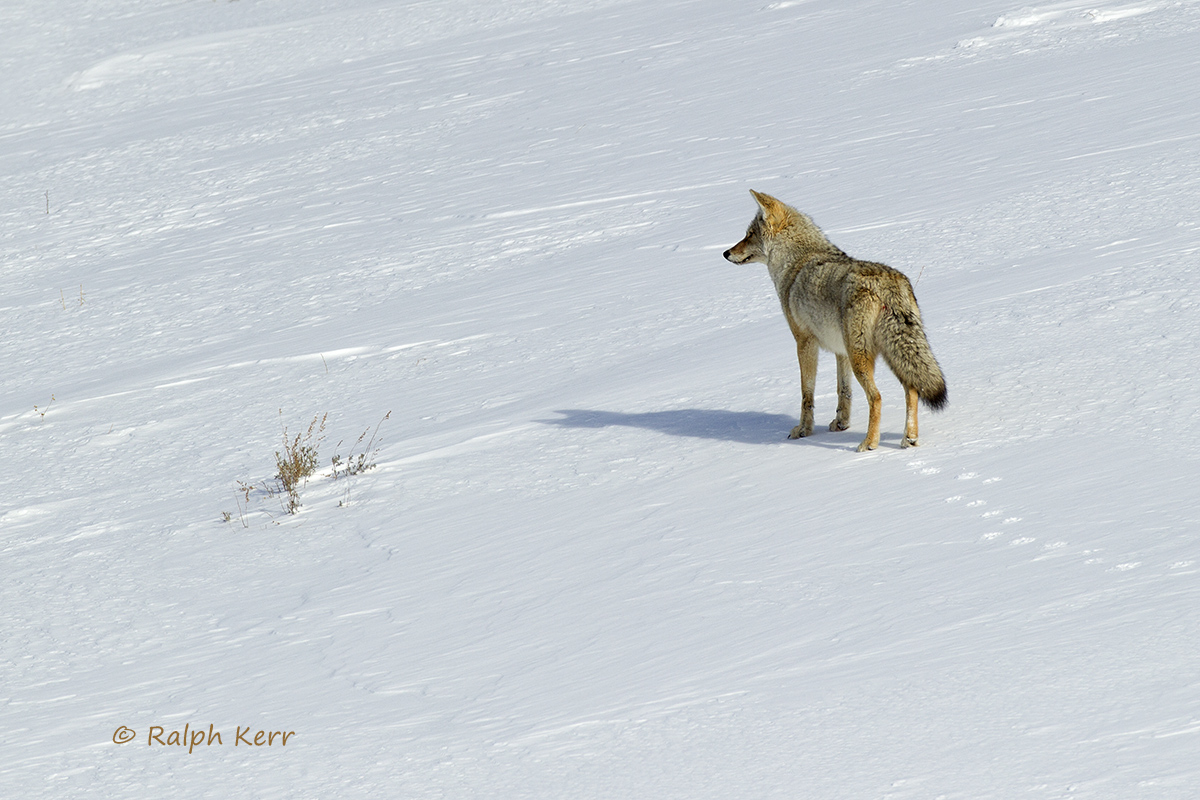 Coyote In Winter (Repost