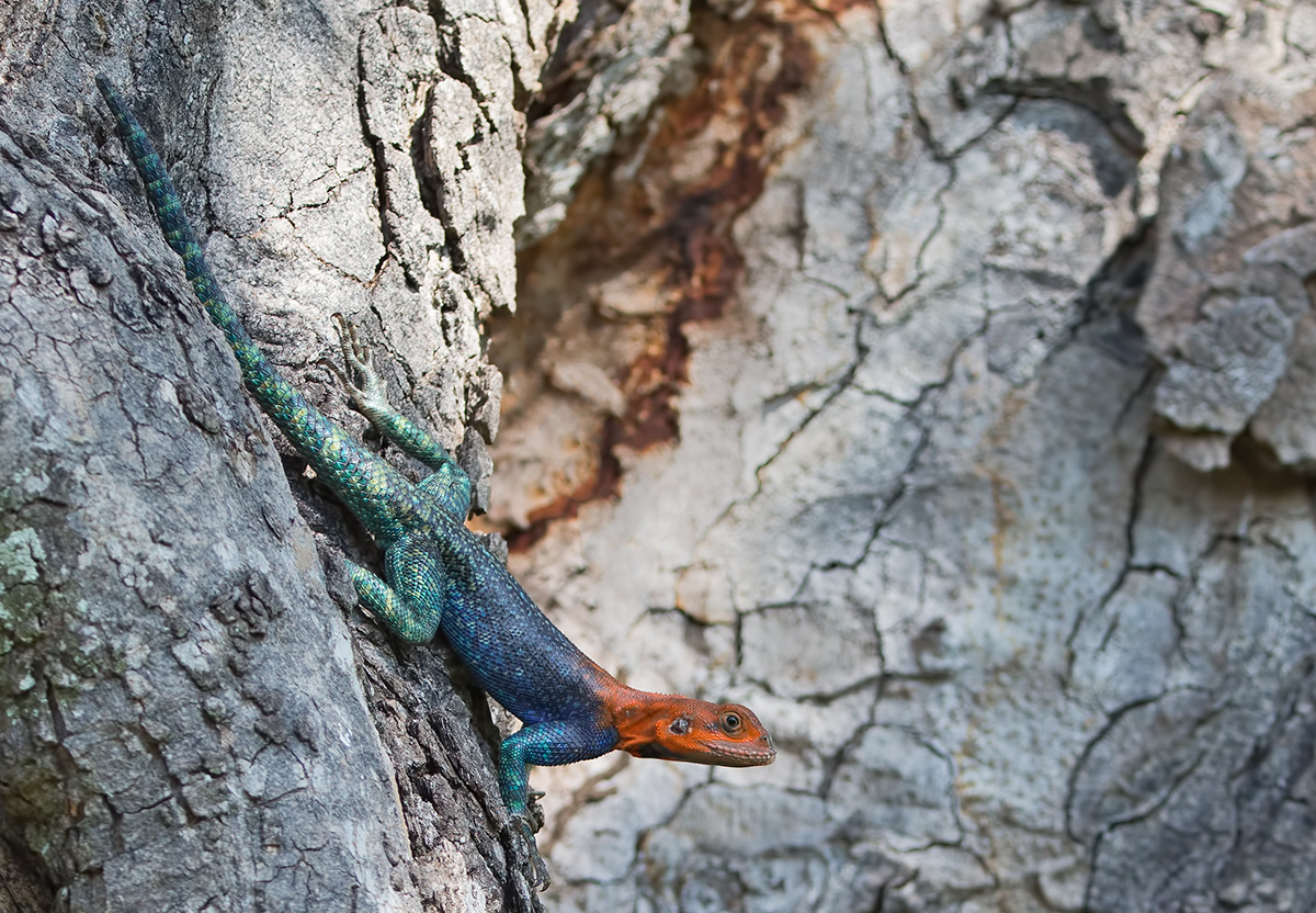 Agama Lizzard