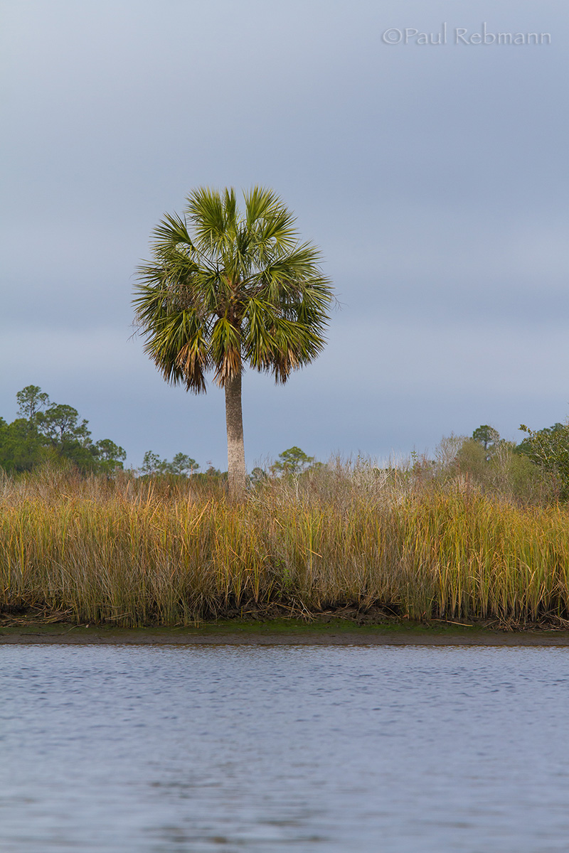 WC#627 Sopchoppy Palm