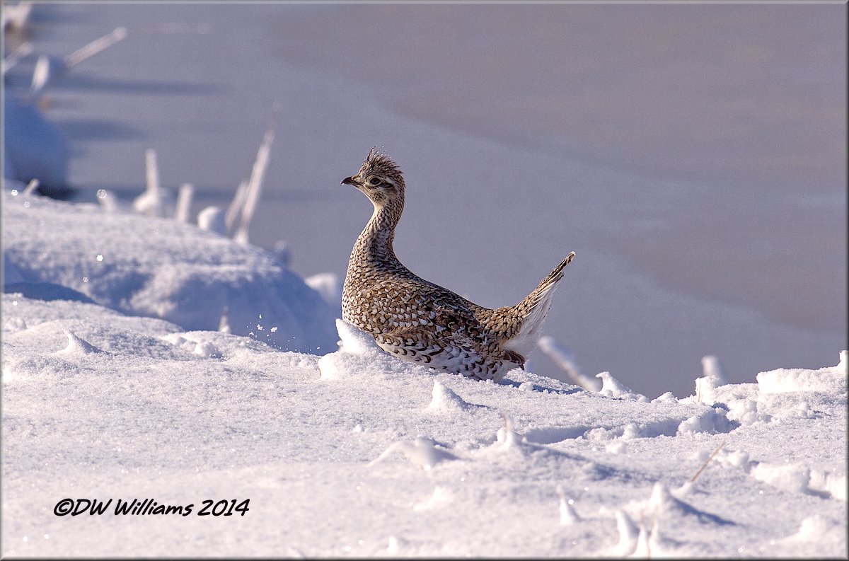 Sharp-tailed Grouse