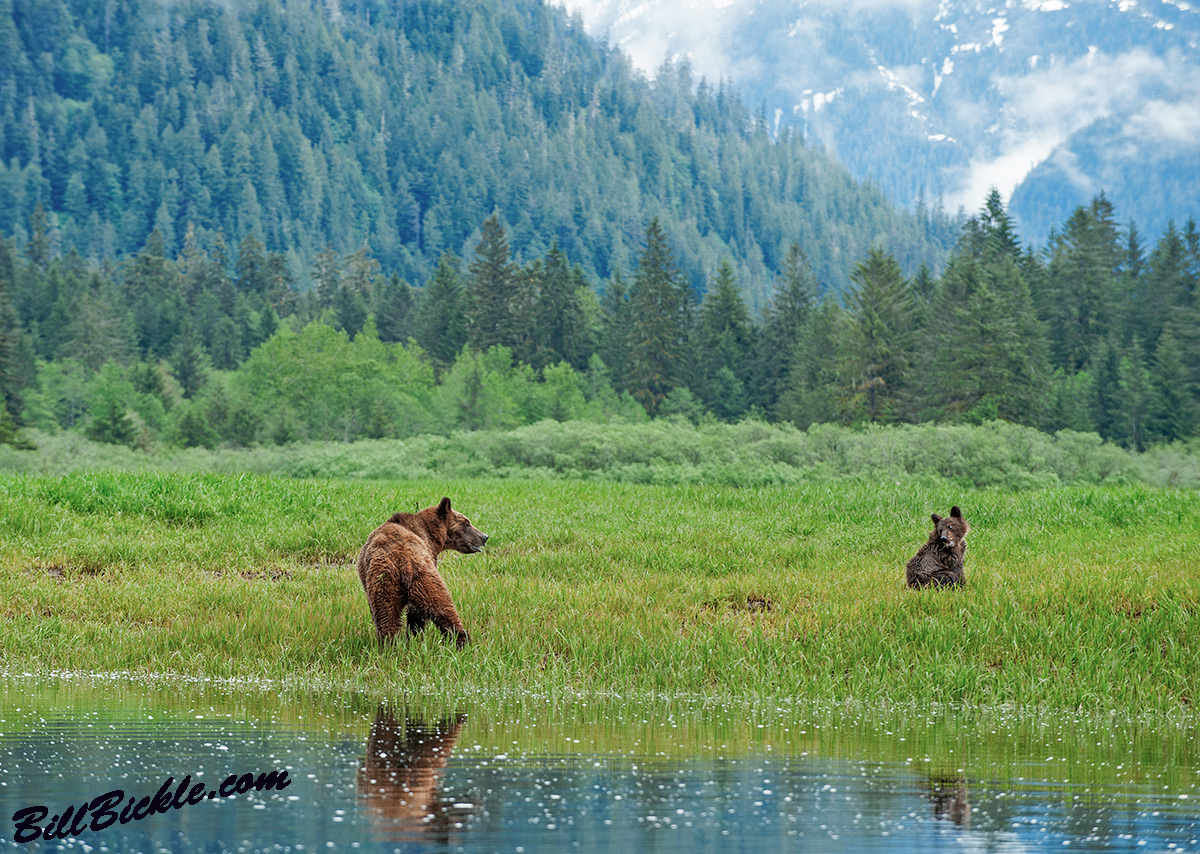 Mama Bear & Baby Bear