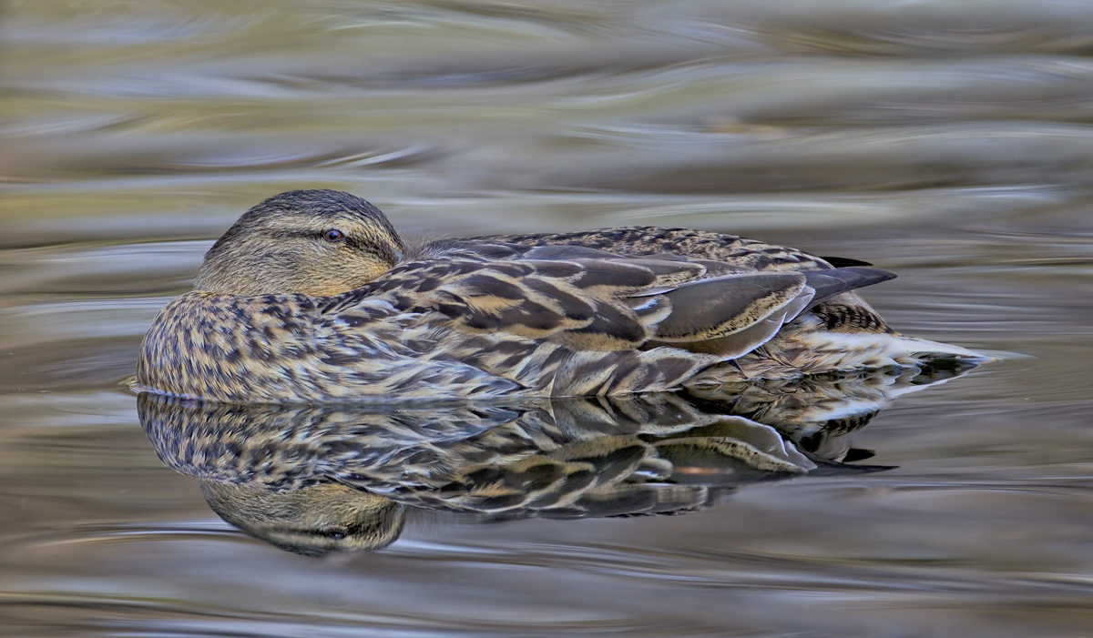 Mallard Hen