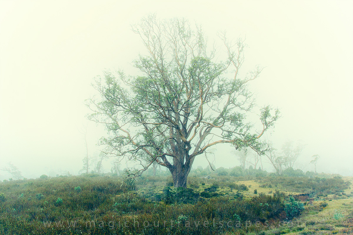 Ghost Trees