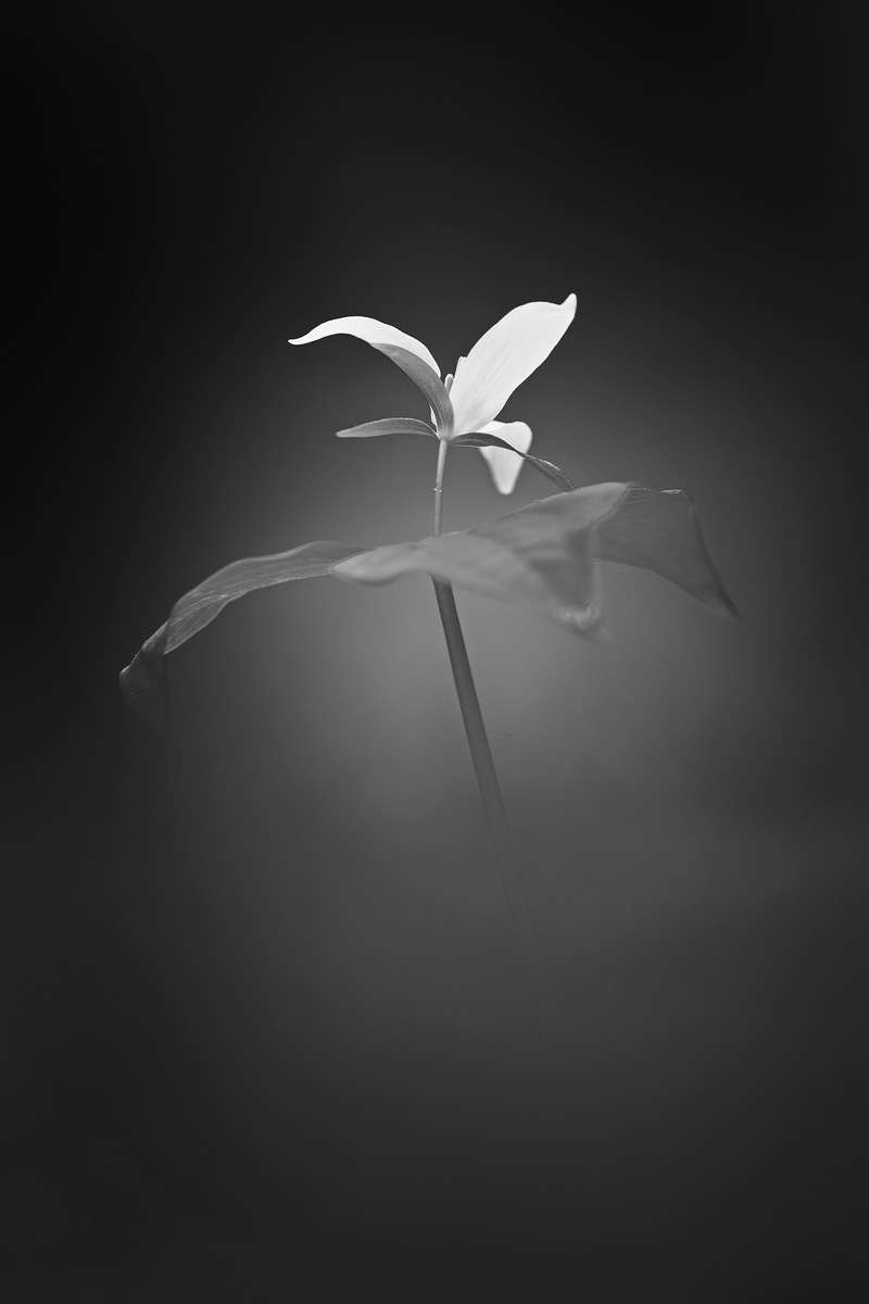 Trillium Portrait