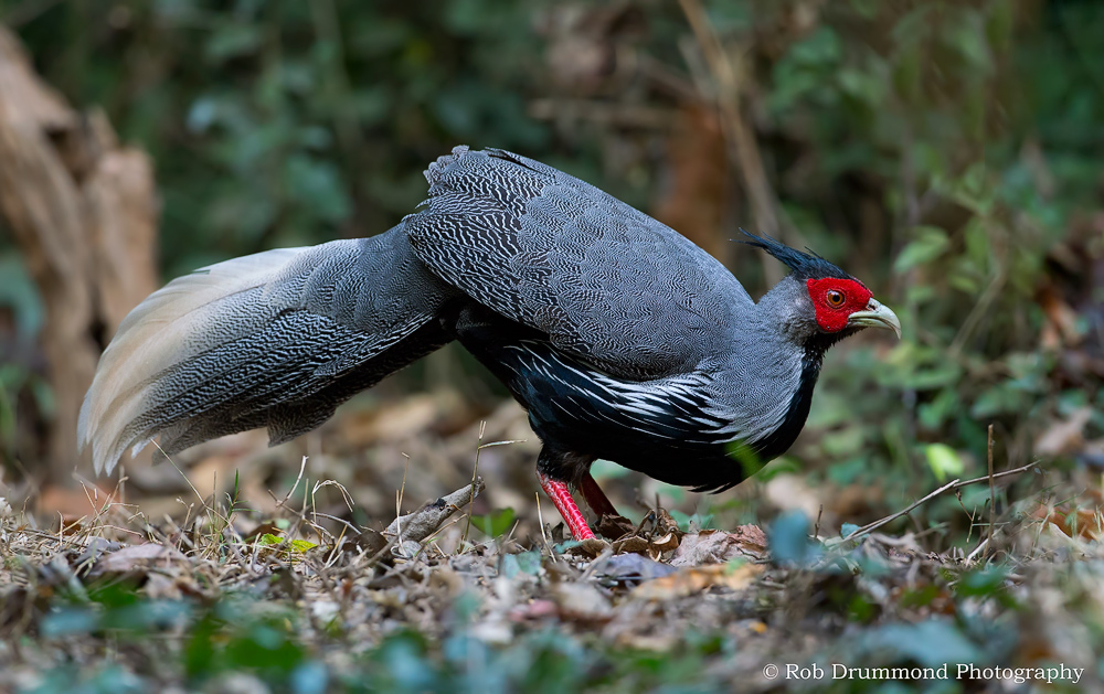 Kalij Pheasant