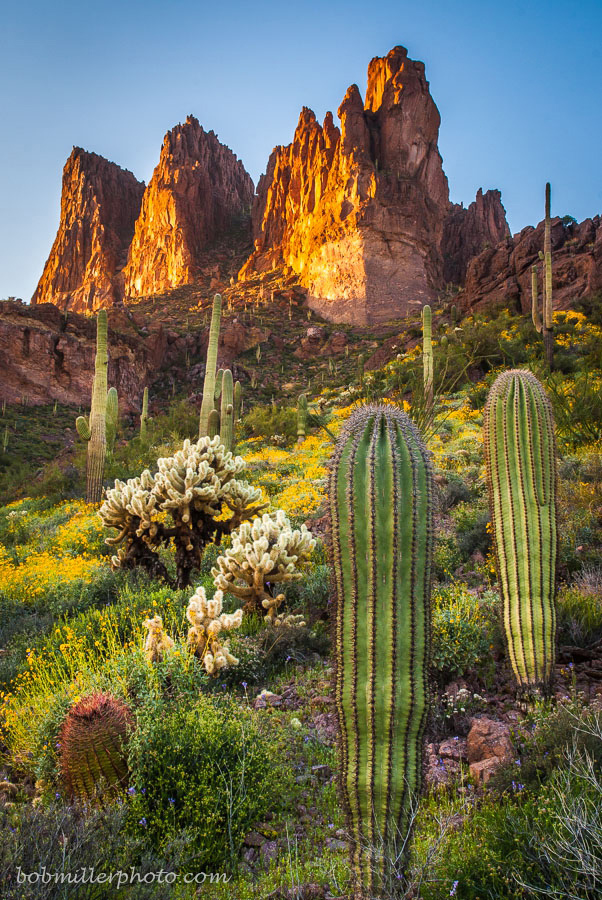 Saguaro City