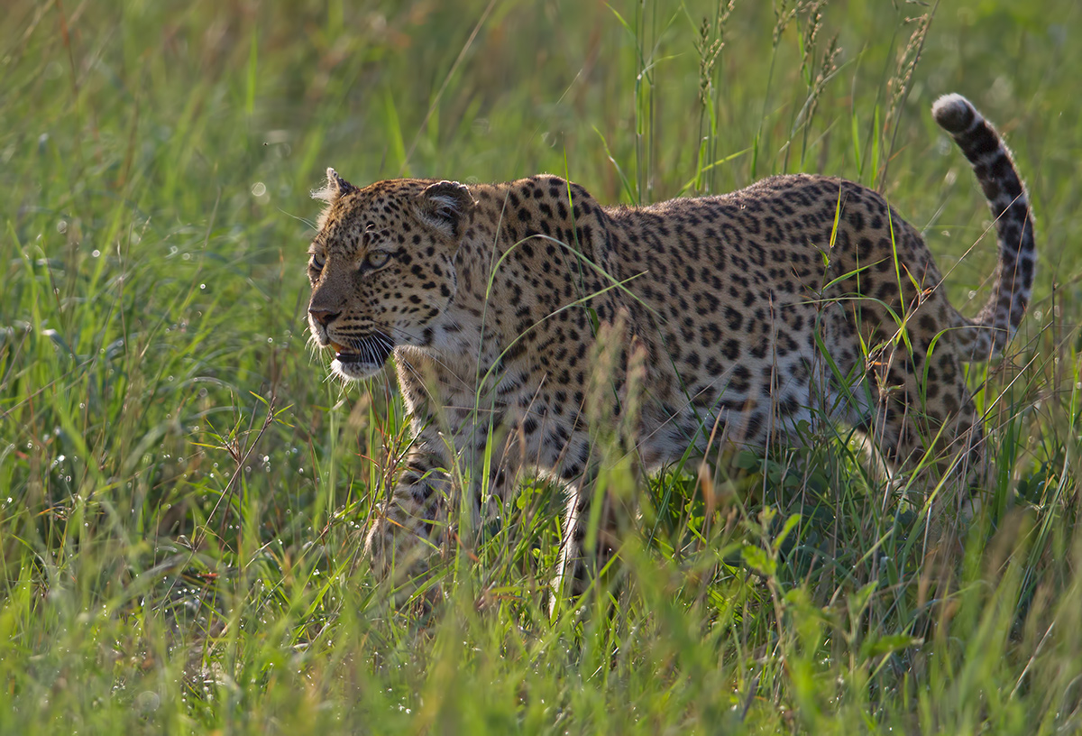 Sunrise Leopard