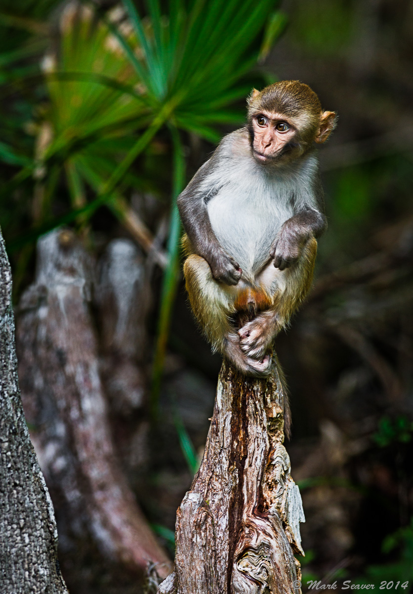 Florida's Monkeys