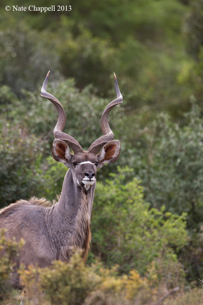 Greater Kudu