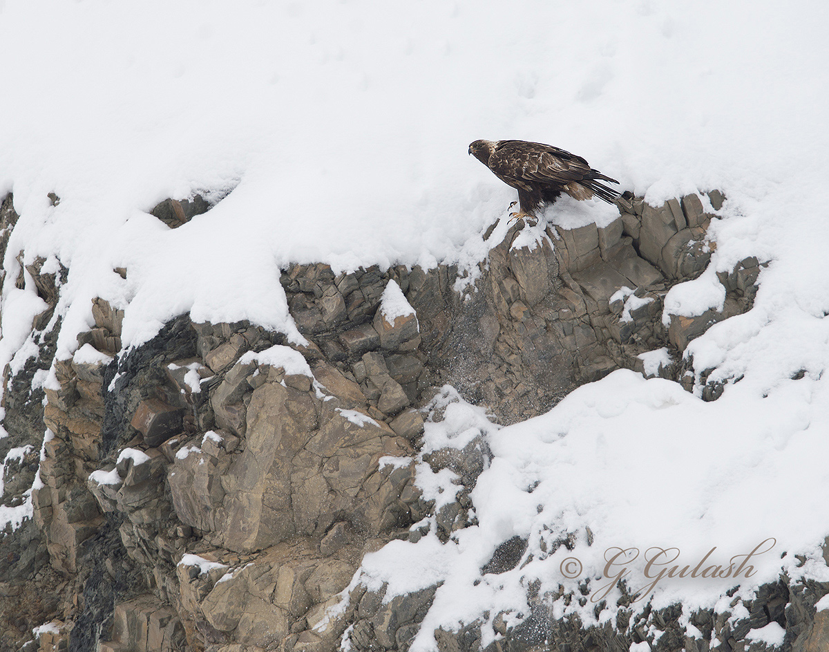 Golden Eagle