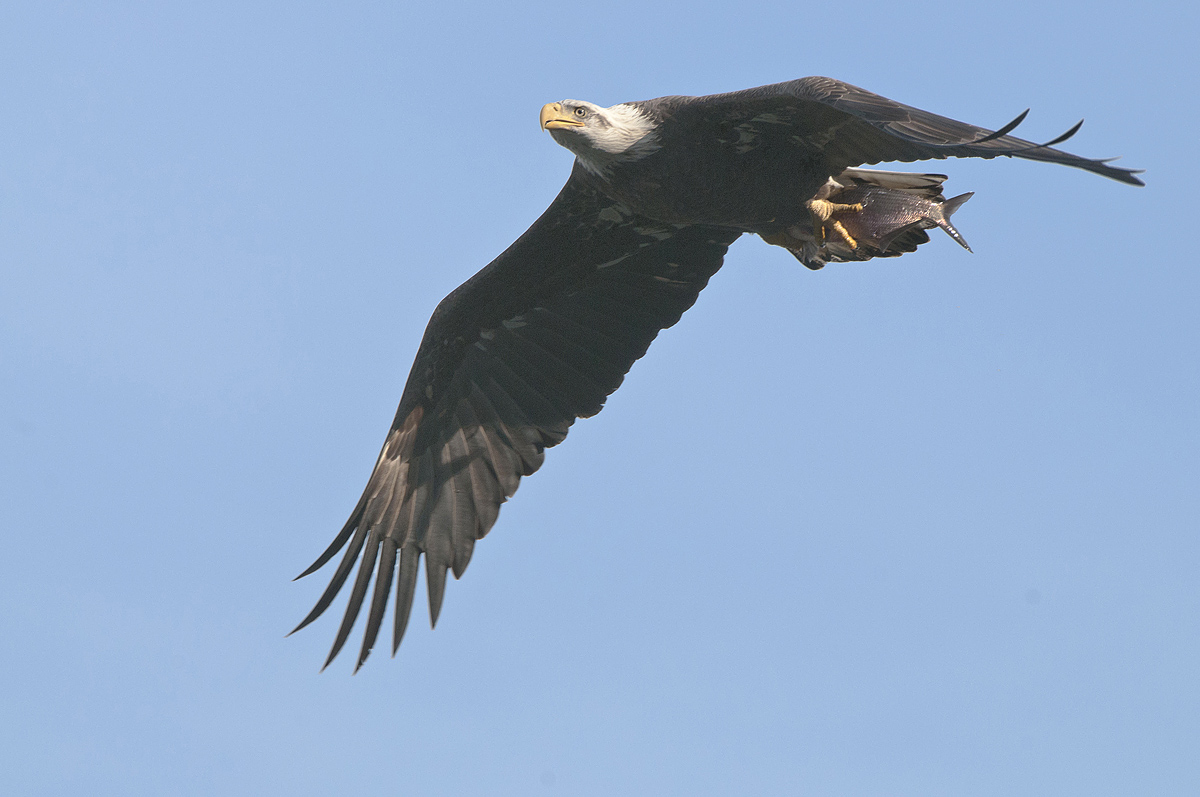 Bald Eagle w/Fish