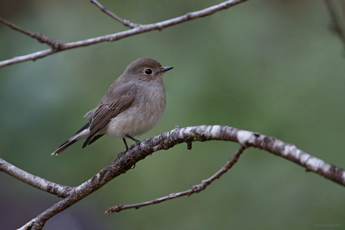 Taiga Flycatcher