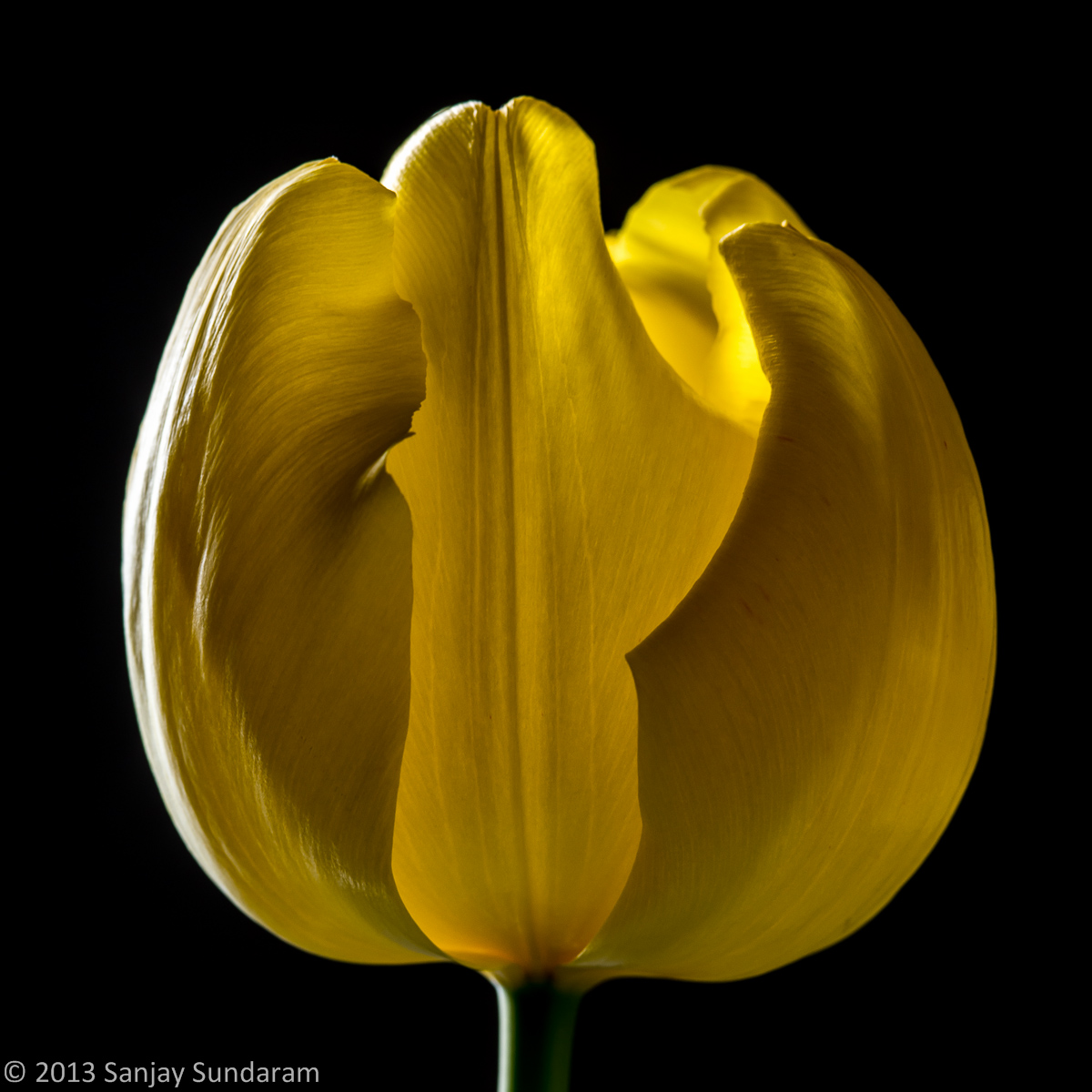 Translucent Tulip