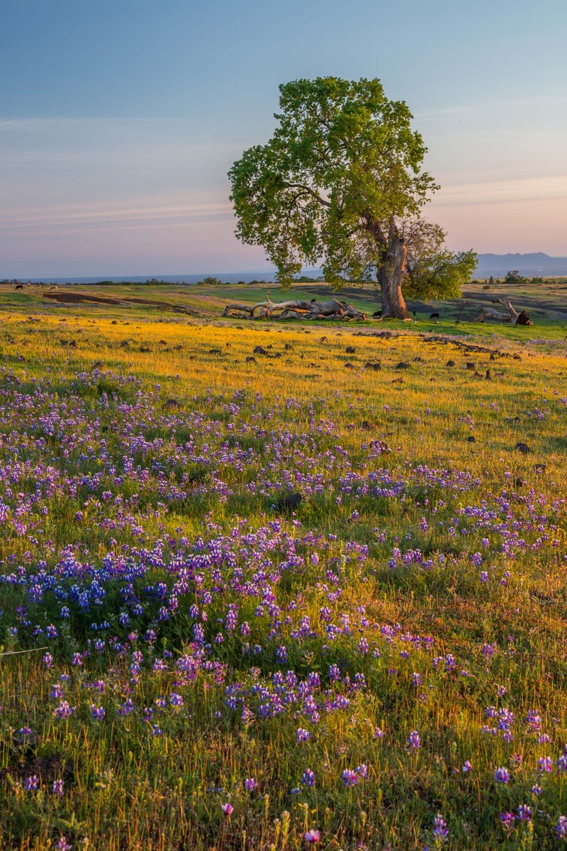 Spring Evening-WC
