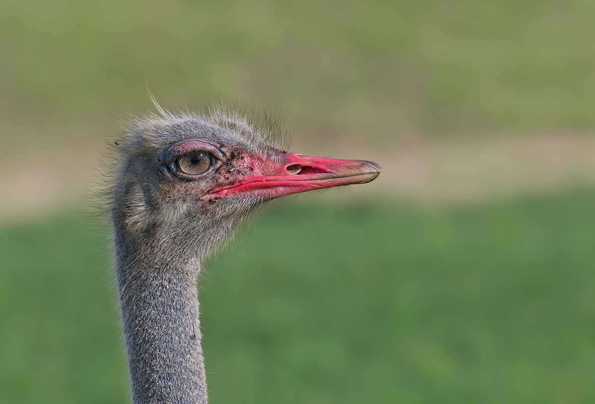Ostrich Portrait