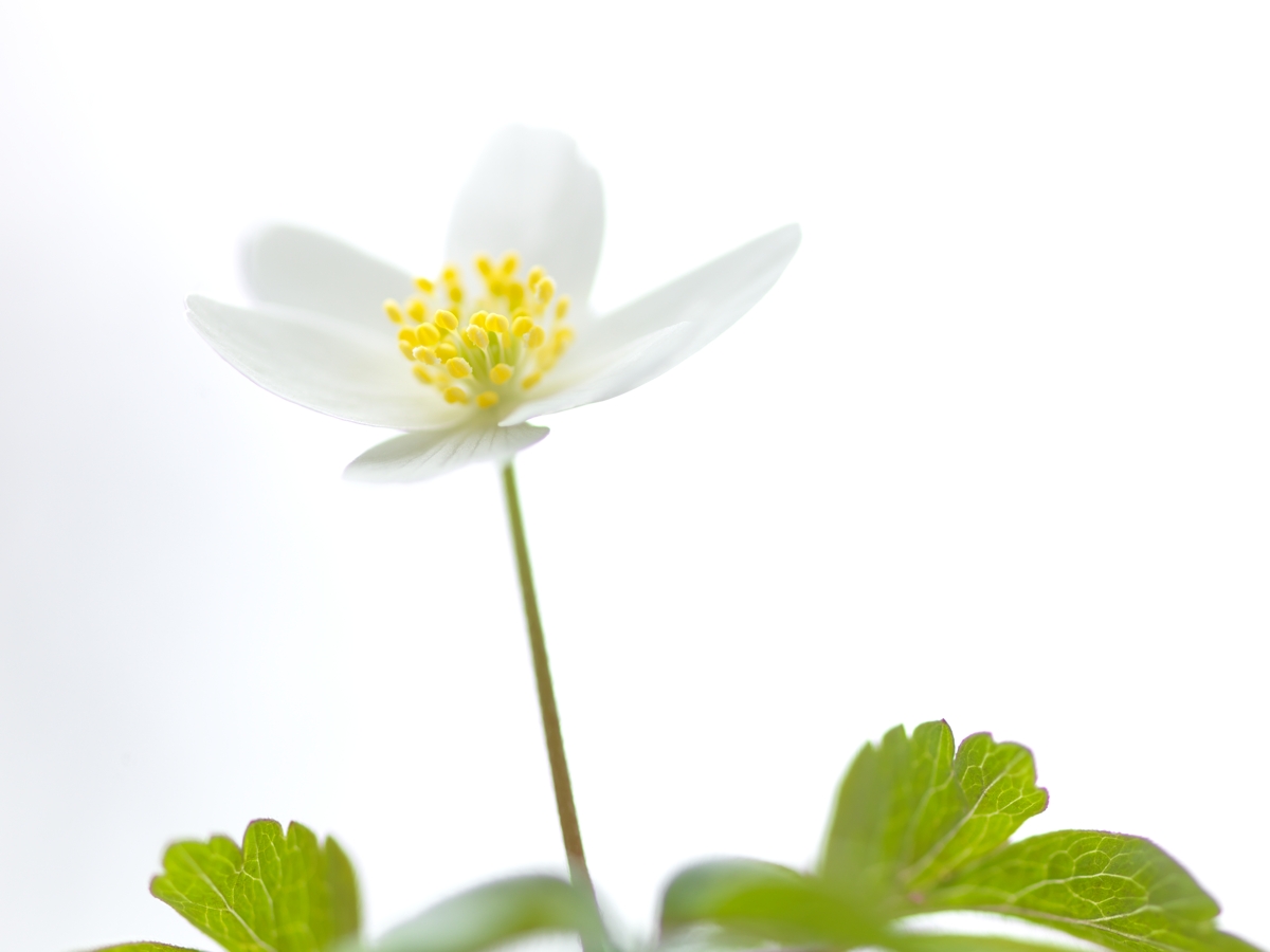 Spring manifestations