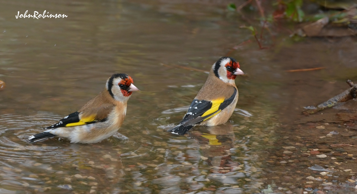 Goldfinch pair