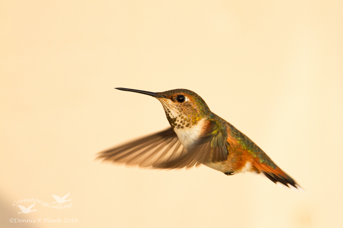 Rufous Hummingbird & RP
