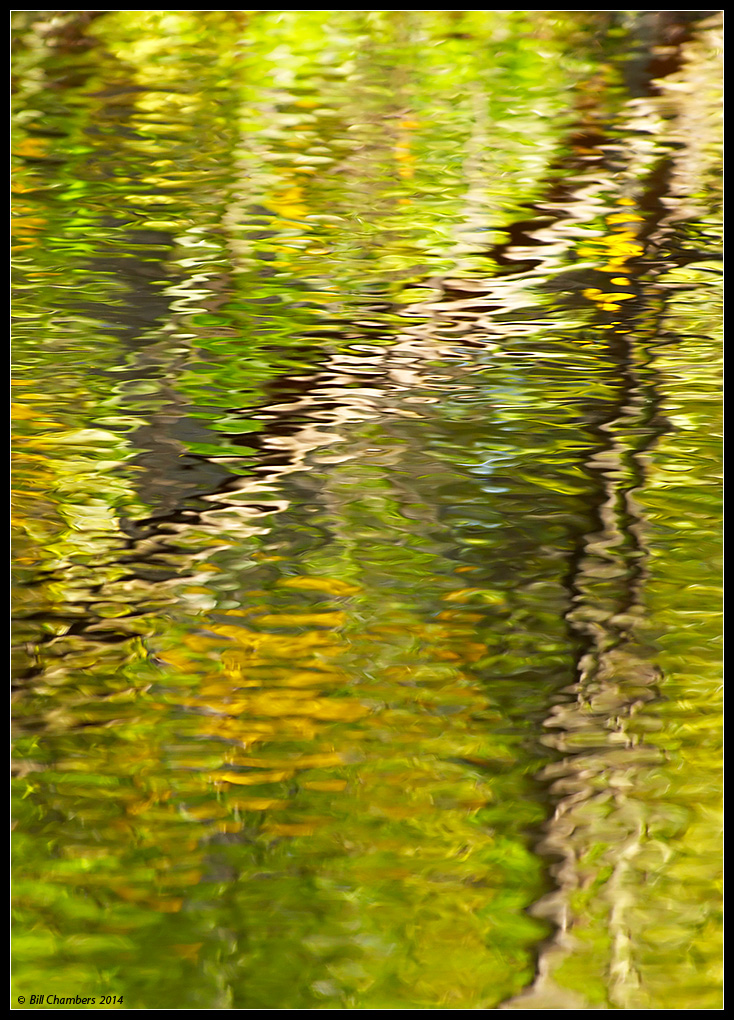Swamp Reflections
