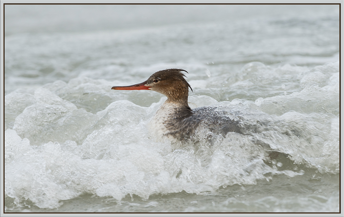 Surfin' 