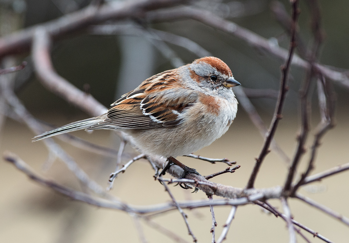 Tree Sparrow
