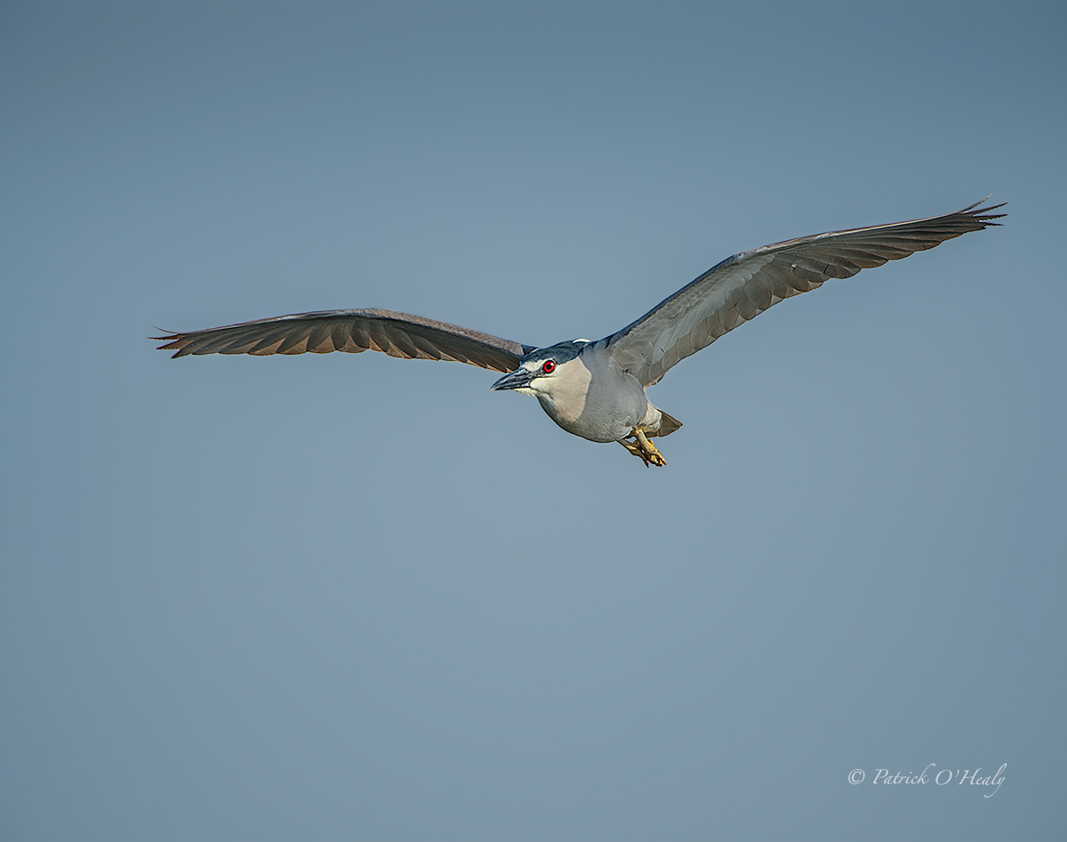 Black-crowned N Heron