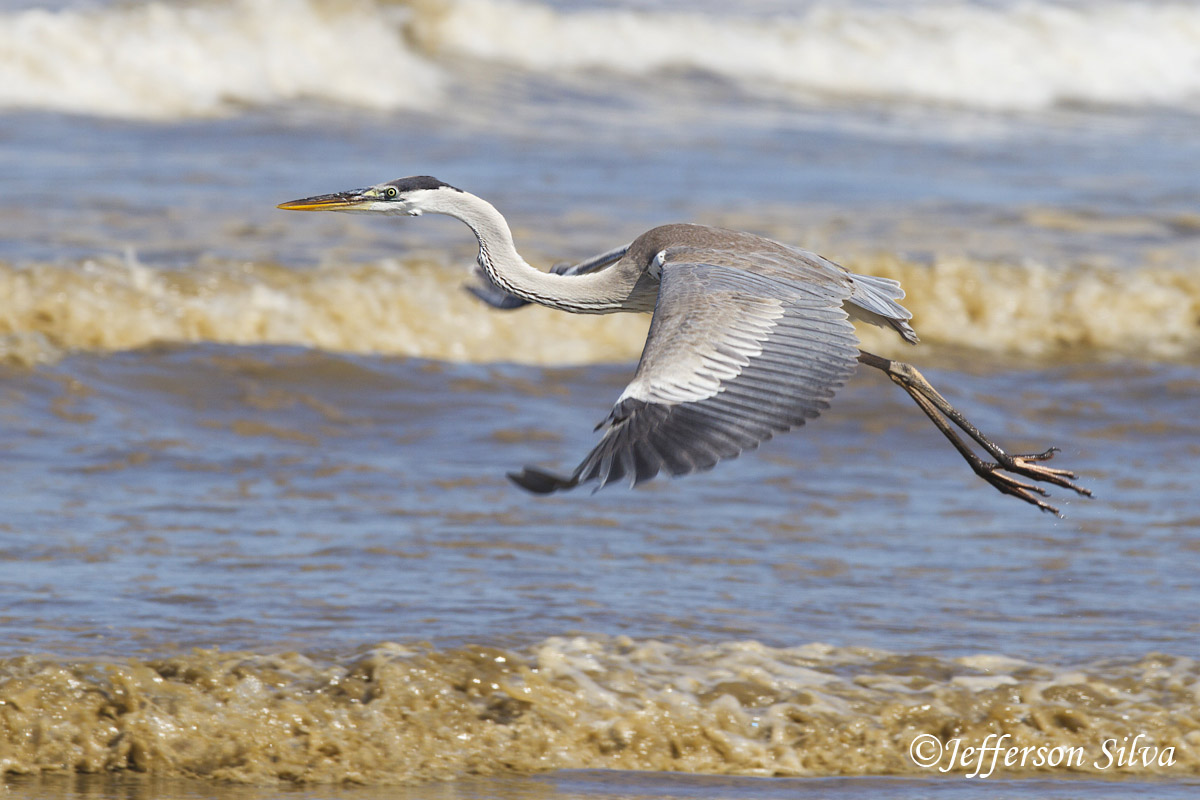 Cocoi heron