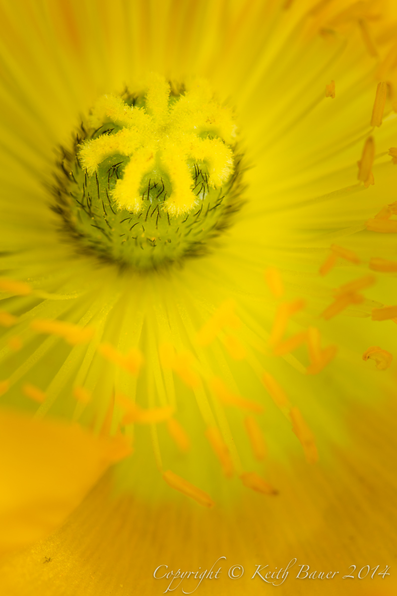 Flower Abstract