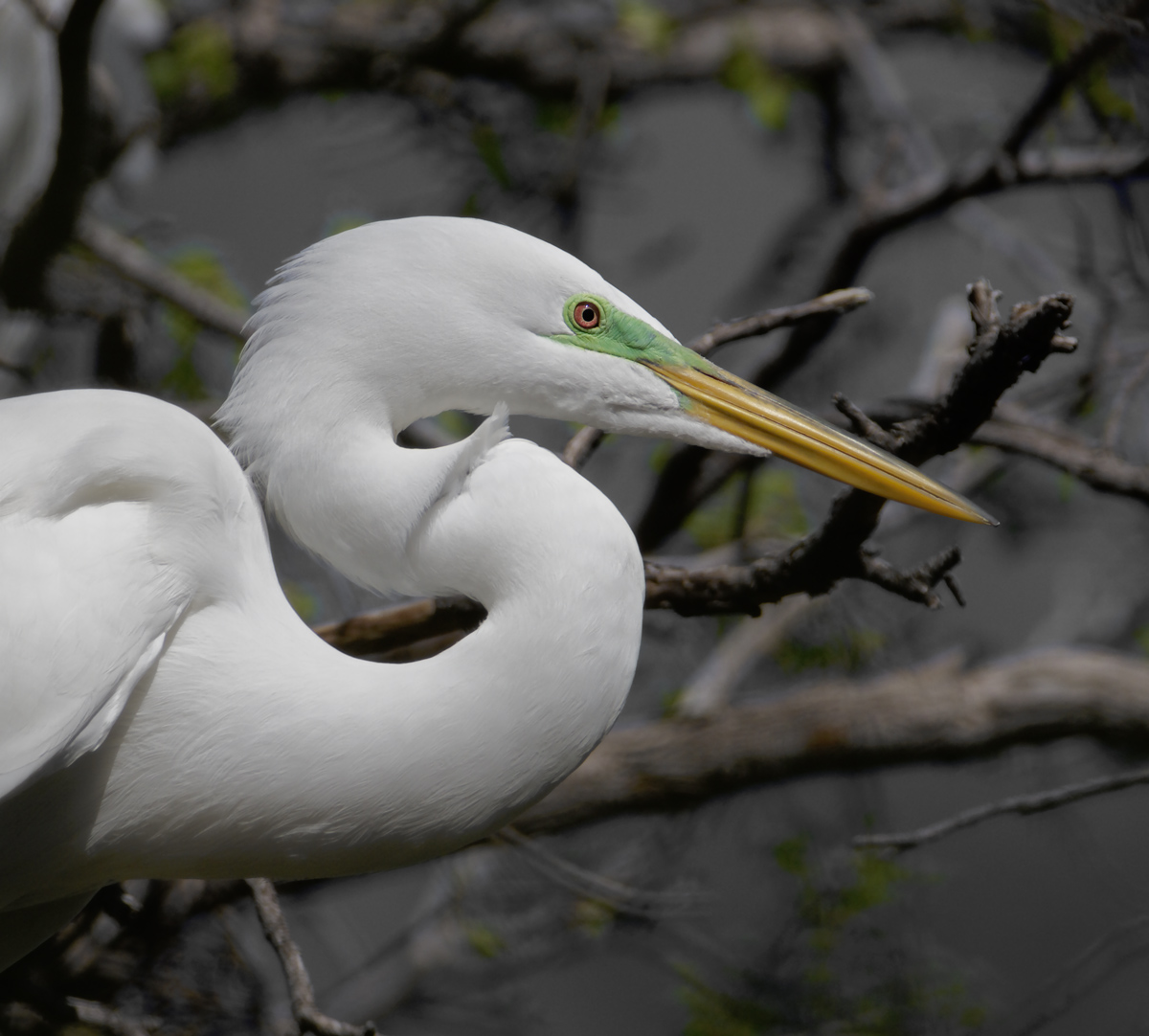 Great Egret Portrait