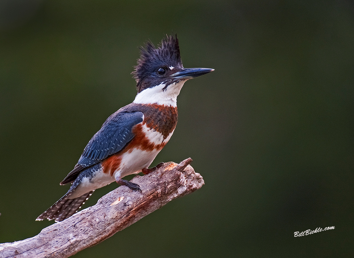 Early Morning KINGFISHER