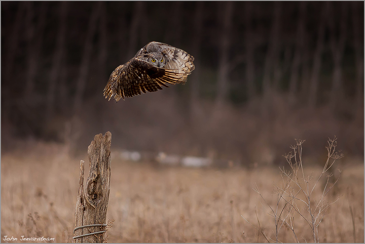 Great Horned Owl