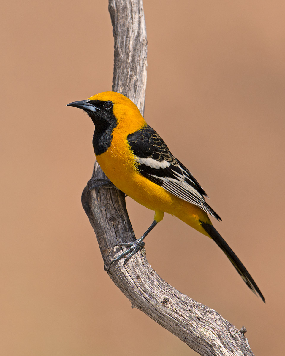 Hooded Oriole
