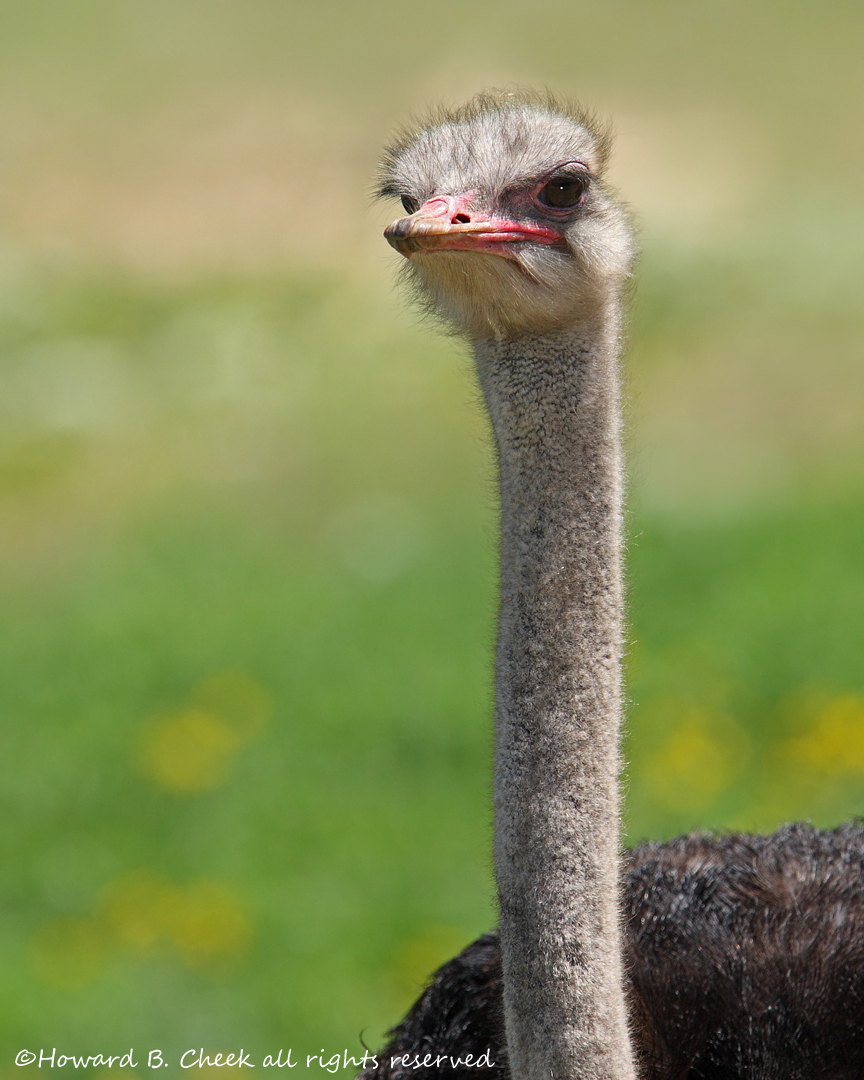 Natural Bridge Ostrich