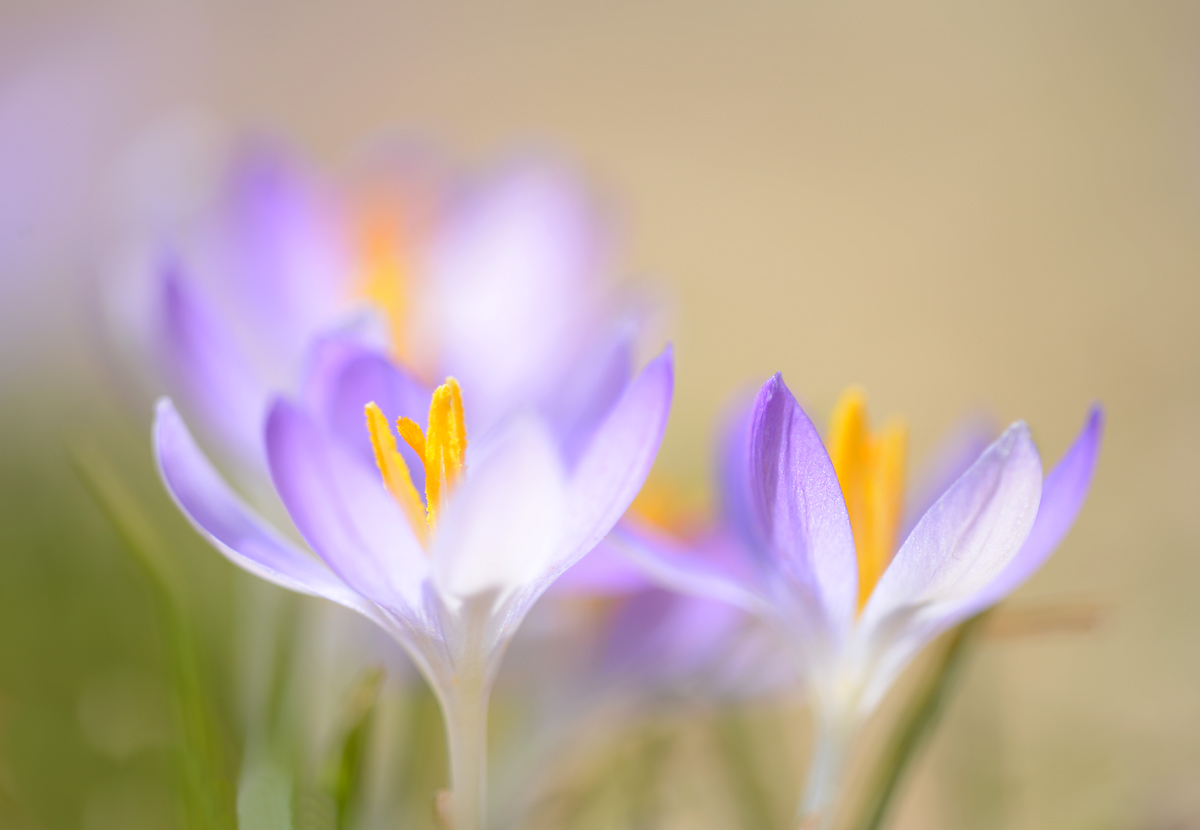 Crocus  interpretation