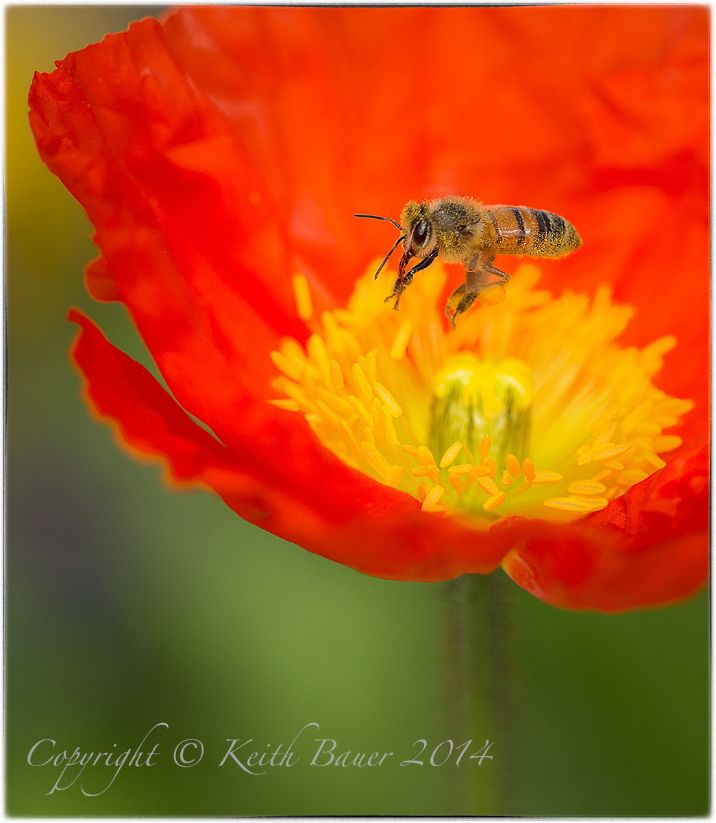 The Pollinator