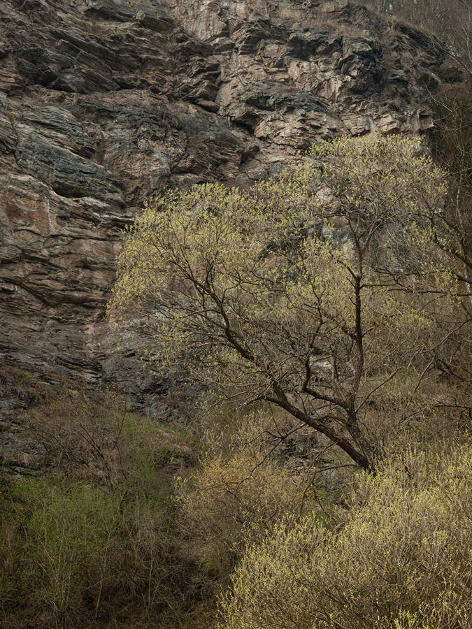 Thaya Valley in Spring