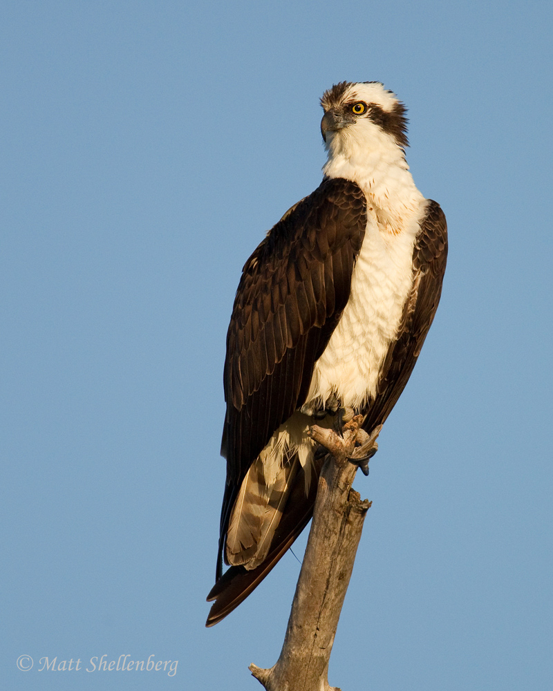 Osprey