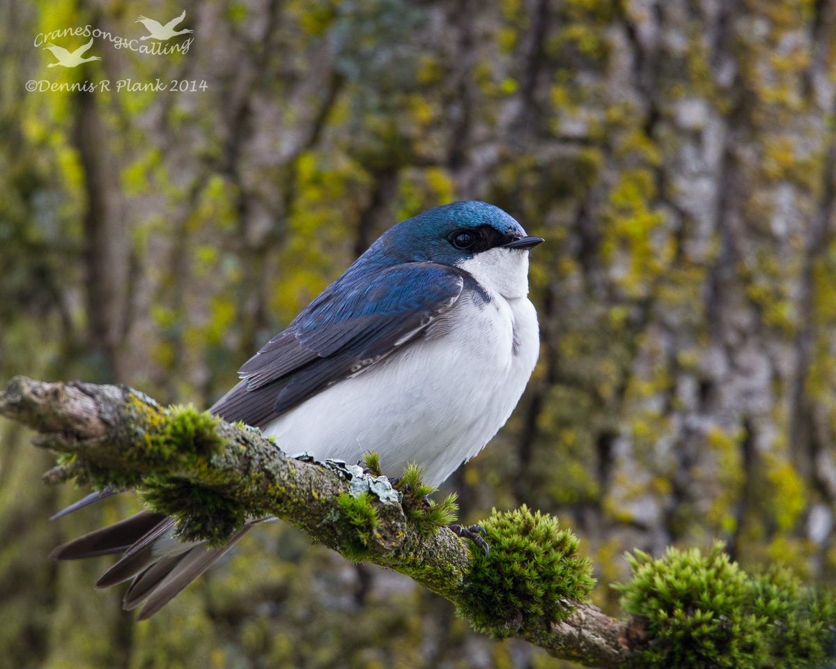 Tree Swallow