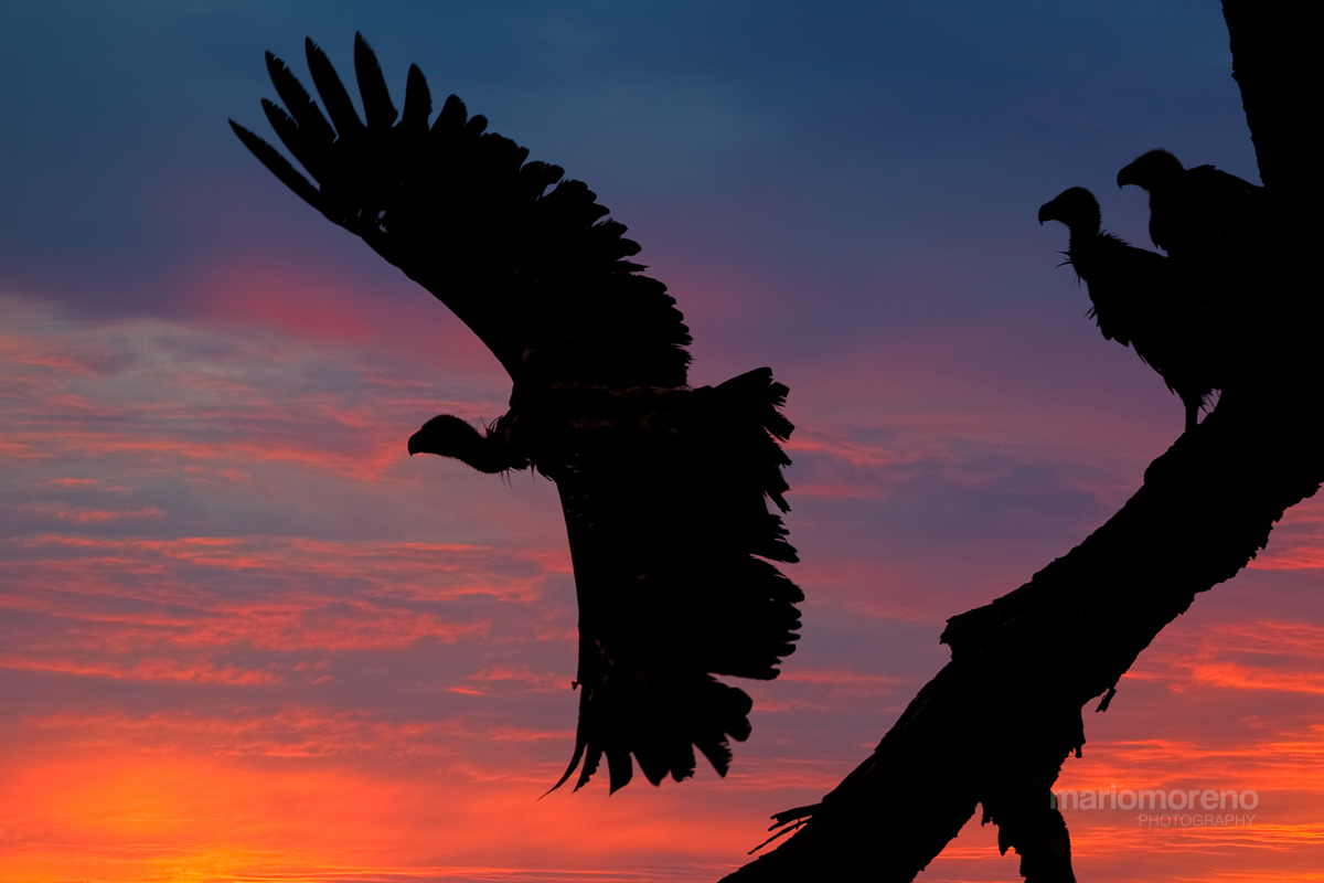 Flight at Sunset